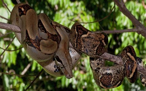 porn boas|'boa' Search .